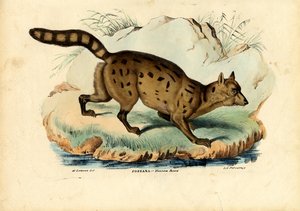 Fossa de Raimundo Petraroja